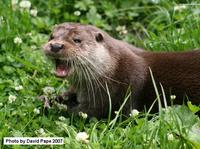 Eurasian Otter (the same species as in the UK)
