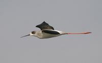 Black-winged Stilt (Himantopus himantopus)