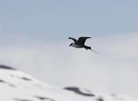 Long-tailed Skua (Stercorarius longicaudus)