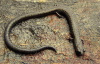 : Batrachoseps nigriventris; Black-bellied Slender Salamander