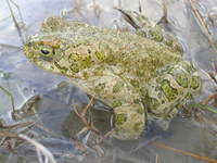 : Bufo variabilis; Variable Toad