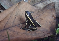 : Dendrobates truncatus; Yellow Strip Poison Frog