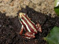 : Epipedobates tricolor