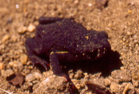 : Litoria caerulea; Green Tree Frog