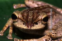 : Polypedates leucomystax; Common Tree Frog