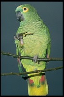 : Amazona farinosa; Mealy Or Blue-crowned Parrot