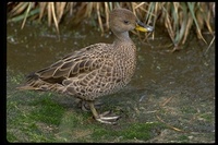 : Anas georgica georgica; Yellow-billed Pintail