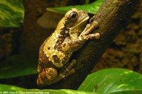 : Trachycephalus venulosus