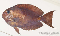 : Acanthurus nubilus