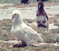 : Phoebastria immutabilis; Lysan Albatross Chick Albino