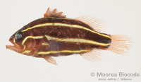 : Grammistes sexlineatus