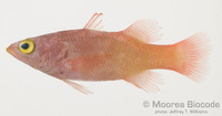 : Liopropoma pallidum