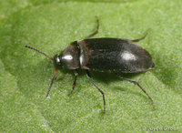: Anaspis sp.
