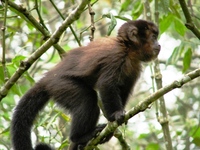 : Cebus apella; Macaco-prego