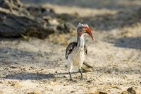 : Tockus erythrorhynchus; Red Billed Hornbill