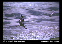 : Tringa semipalmata; Willet;