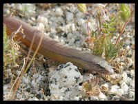 : Anniella pulchra pulchra; Silvery Legless Lizard