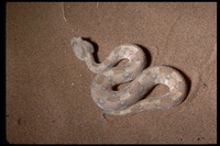 : Bitis caudalis; Horned Adder