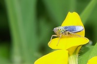 : Cicadella viridis