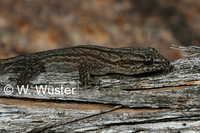 : Goggia lineata; Striped Dwarf Leaf-toed Gecko