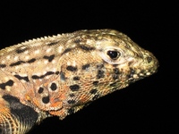 : Microlophus tigris var. pardalis; Tiger Lizard