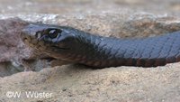 : Pseudechis porphyriacus; Red-bellied Blacksnake