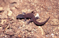 : Sphaerodactylus macrolepis