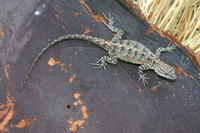 : Urosaurus nigricaudus; Baja California Brush Lizard