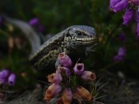 : Zootoca vivipara; Viviparous Lizzard