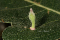 : Xanthoteras clavuloides; Club Gall Wasp;