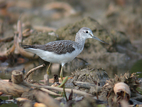 청다리도요 Tringa nebularia | greenshank