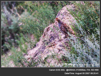 Perdix dauuricae Daurian Partridge 斑翅山鶉 001-011