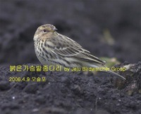 붉은가슴밭종다리Red-throated Pipit