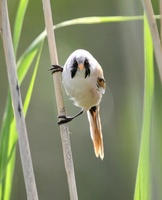 ヒゲガラ Bearded Parrotbill Panurus biarmicus