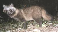 Raccoon Dog