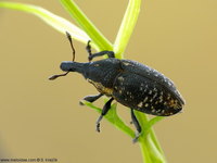 Larinus pollinis