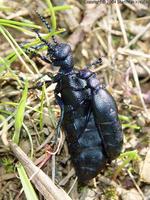 Meloe proscarabaeus - Black Oil Beetle