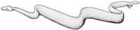 Figure 4: Reconstruction of Eupodophis descouensi (note the size and position of the limbs).