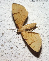 Eulithis pyraliata - Barred Straw