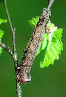 Allophyes oxyacanthae - Green-brindled Crescent