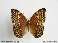 Vindula arsinoe