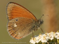 Coenonympha glycerion - Chestnut Heath