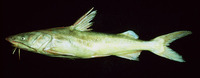 Notarius grandicassis, Thomas sea catfish: fisheries