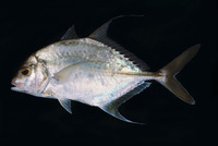 Carangoides dinema, Shadow trevally: fisheries, gamefish