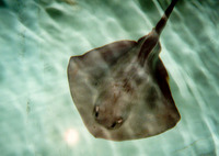 Pteroplatytrygon violacea, Pelagic stingray: fisheries