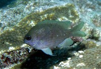 Chromis scotti, Purple reeffish: aquarium