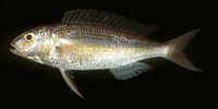 Nemipterus mesoprion, Mauvelip threadfin bream: fisheries