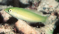 Halichoeres chloropterus, Pastel-green wrasse: fisheries, aquarium