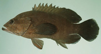 Cephalopholis microprion, Freckled hind: fisheries