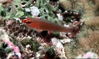 Eviota nigriventris, Blackbelly goby: aquarium